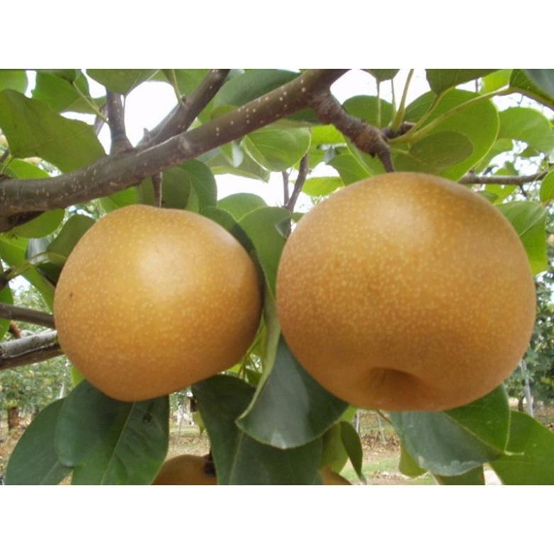 CÂY GIỐNG LÊ NÂU