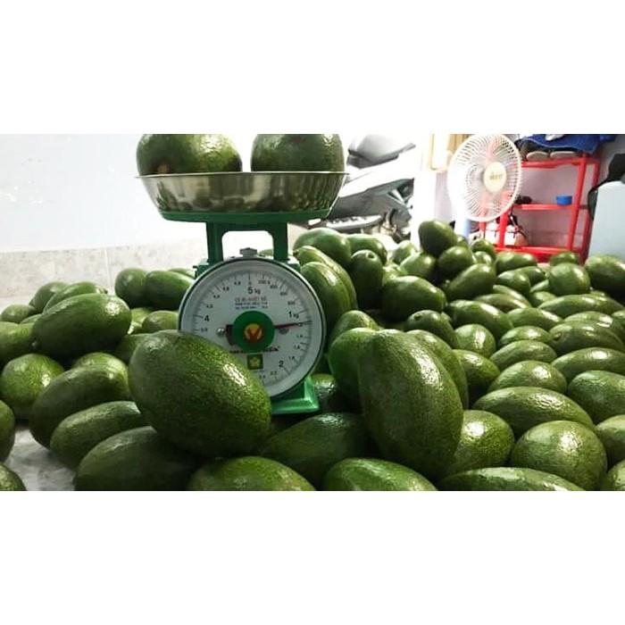 CÂY BƠ CU BA GIỐNG - CÂY GHÉP CHO TRÁI SỚM. .