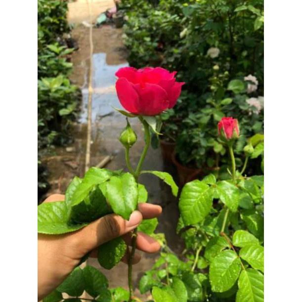 Hoa Hồng Ngoại Kate Rose