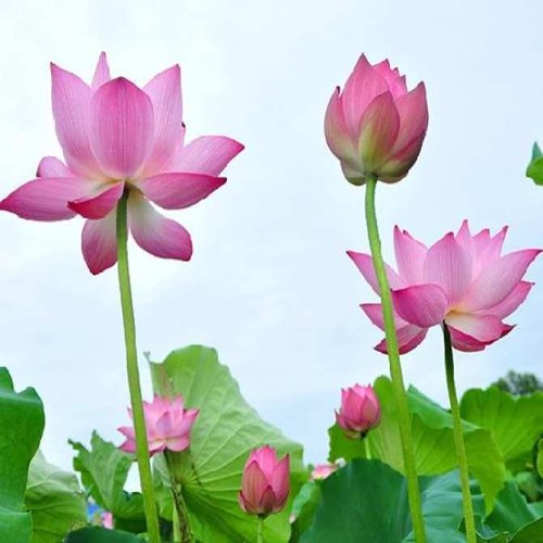 GÓI 5 HẠT GIỐNG SEN TA