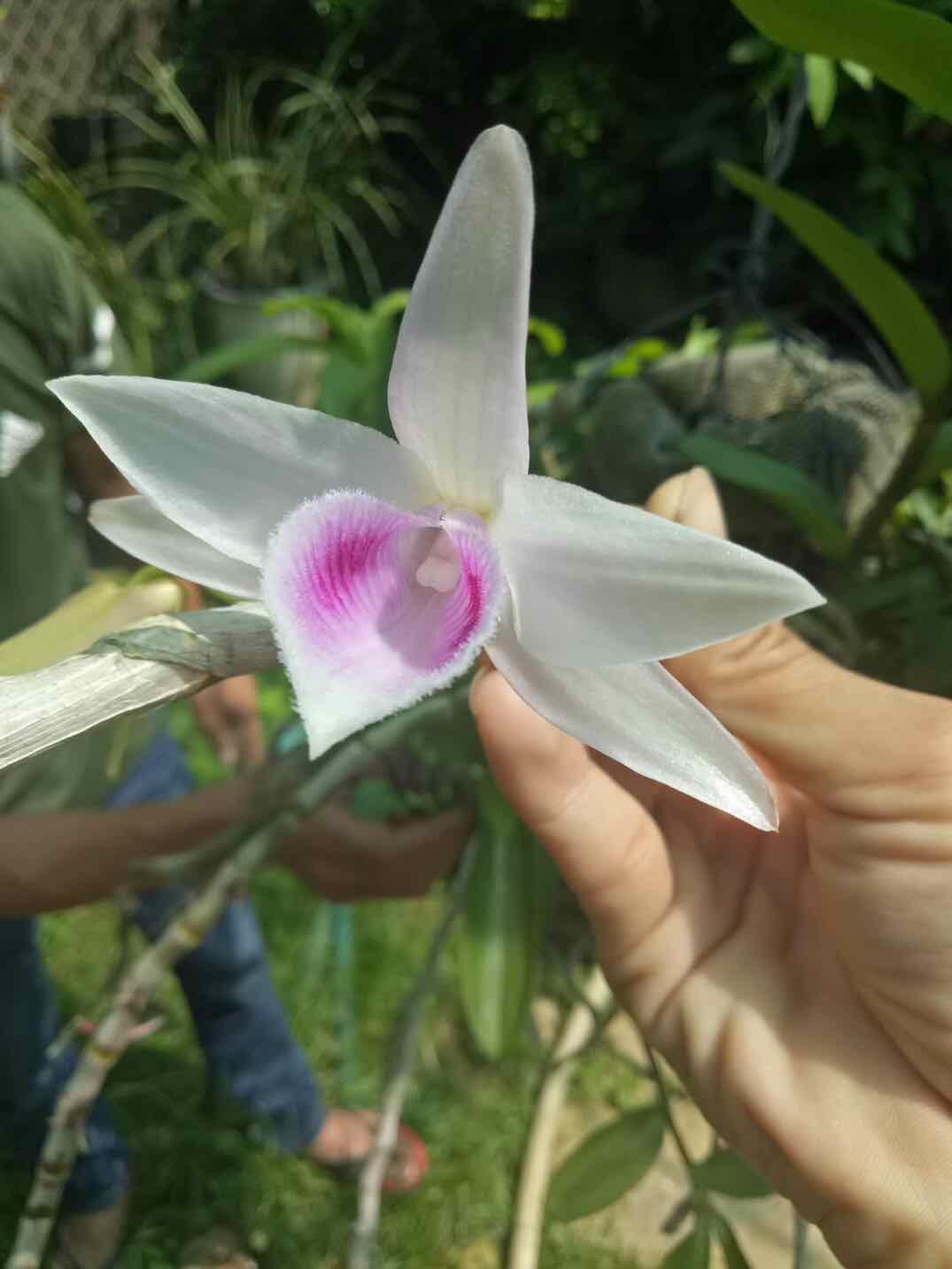 Phi điệp xước giống cây cực đẹp