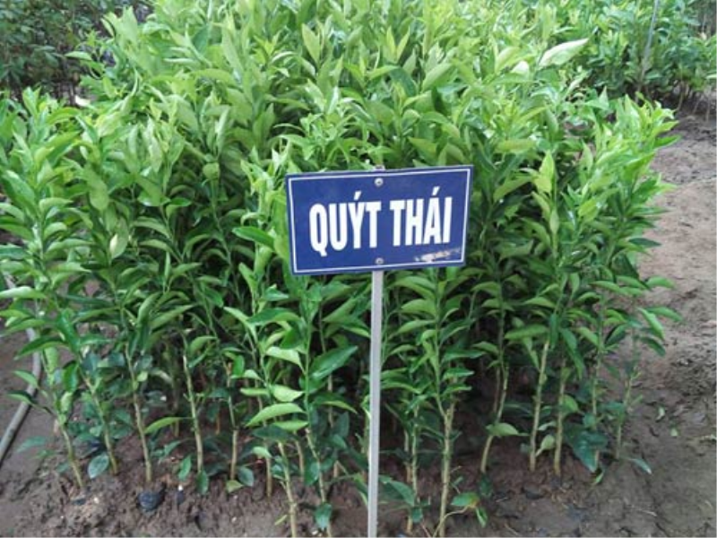 Quýt thái đường thái lan siêu sớm chuẩn giống f1