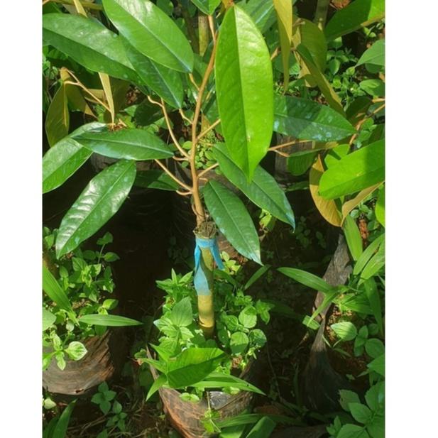 Cây Giống Sầu Riêng Ri6