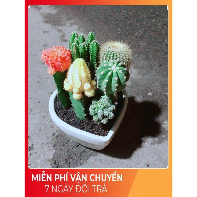 Chậu Xương Rồng Mix