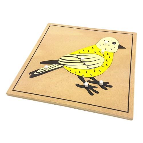 Tranh ghép sinh học - Chim (Bird puzzle)