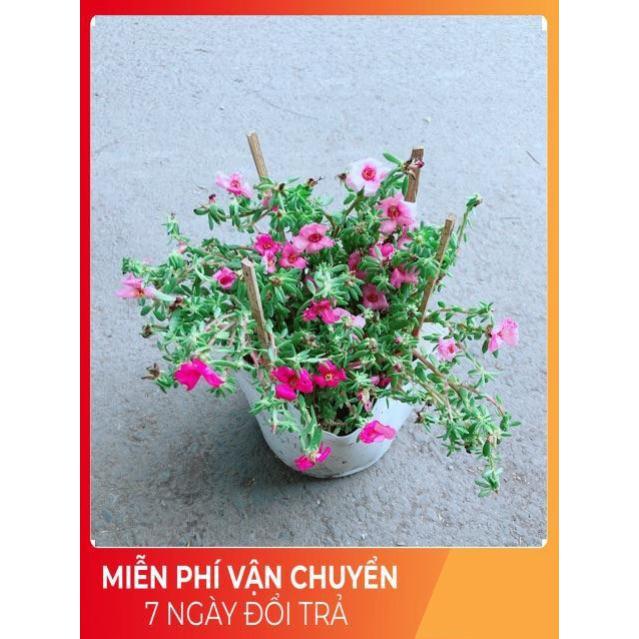 Hoa Mười Giờ Giống Mới