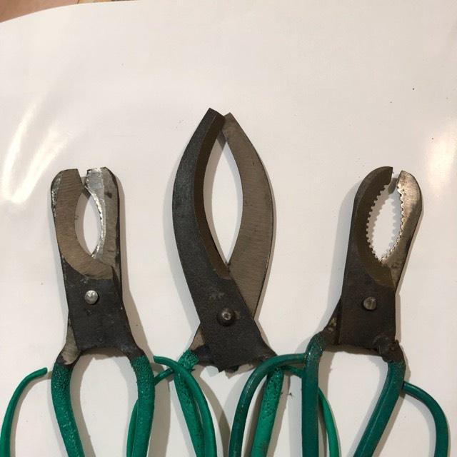 BỘ 3 KÉO KHOANH VỎ CÂY ĂN QUẢ giúp điều tiết, ức chế sinh trưởng, kích thích cây ra hoa, đậu trái nhiều