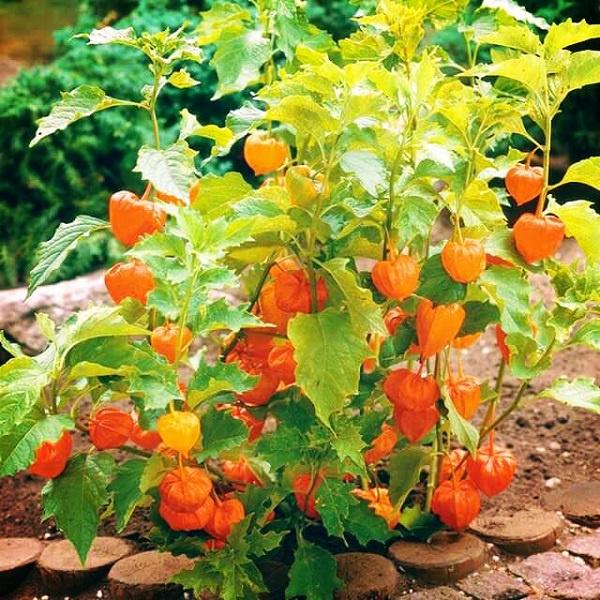 Hạt giống cây Cô Nương Vàng tỷ lệ nảy mầm cao, siêu quả