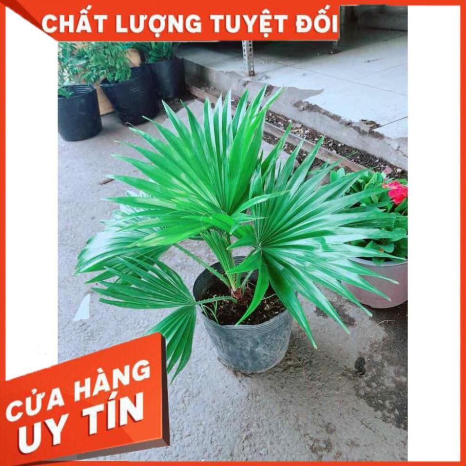 Chậu Cọ Kiểng Nhiều Người Mua