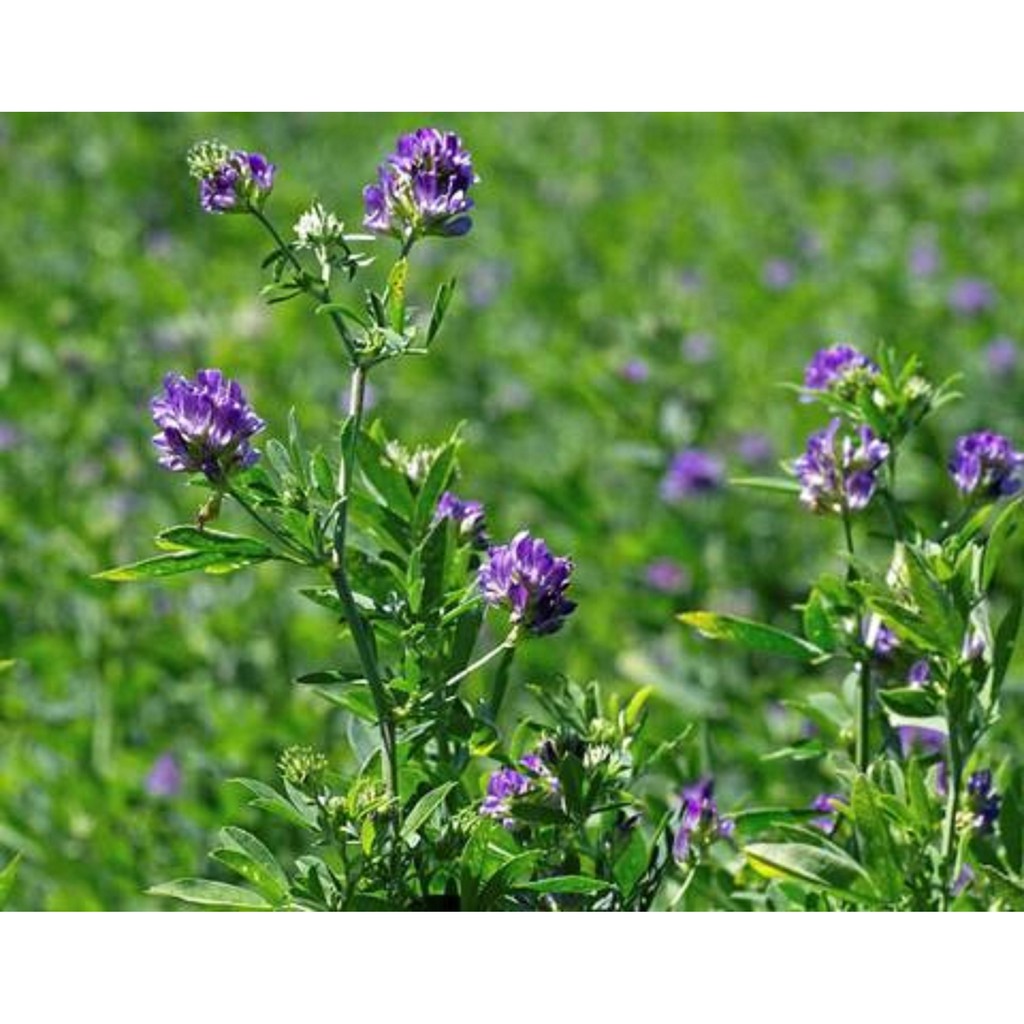 Hạt cỏ chăn nuôi ALFALFA Linh Lăng - Cỏ Họ Đậu - Hạt Giống Cỏ Chăn Nuôi Trâu-bò-dê-cừu-cá