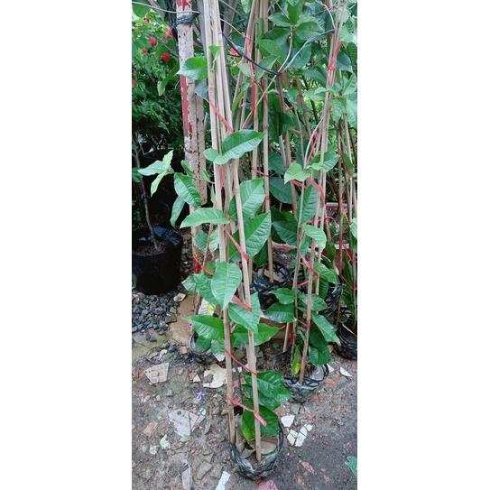 Cây Mai Xanh Hàng Đẹp