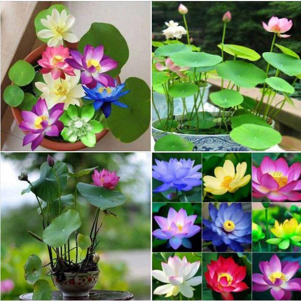 Hạt giống sen mini Nhật nhiều màu - 8 hạt/gói
