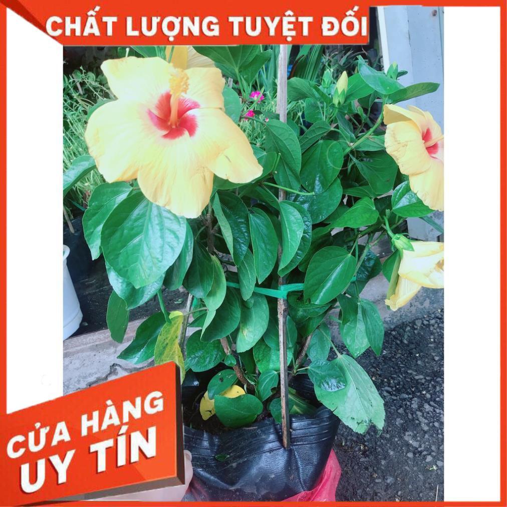 Hoa Dâm Bụt Vàng