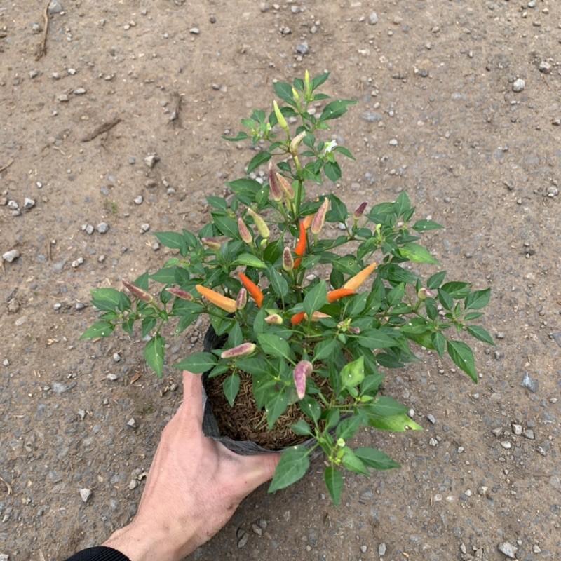 Cây ớt cảnh nhiều màu trồng bịch cao 15cm, cây cực sai quả và xum xuê hoa lá, trồng làm cây gia vị và trang trí sân vườn