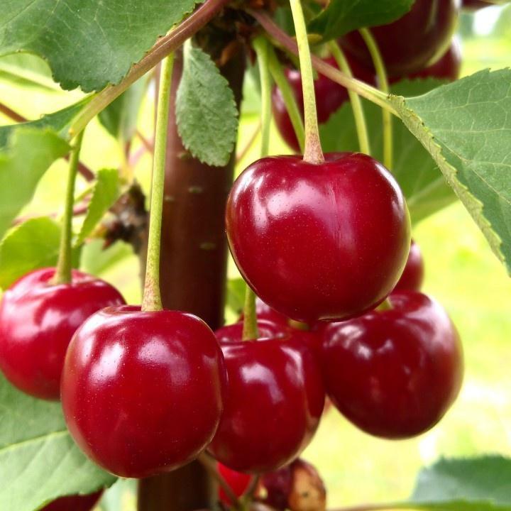 Hạt Giống Cherry F1 CT296 - Gói 10 hạt