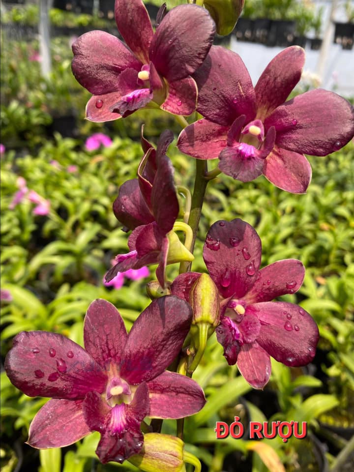 Cây hoa lan Denro Nắng đỏ rượu