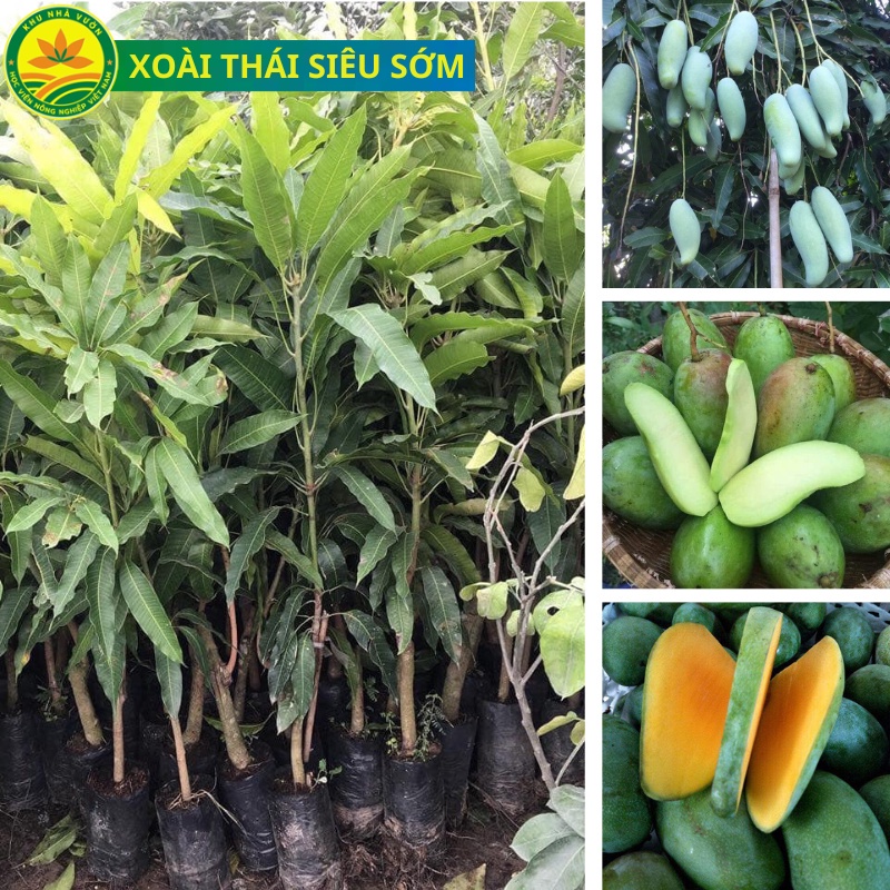 Cây giống xoài Thái siêu sớm, cho quả sau 1 năm trồng