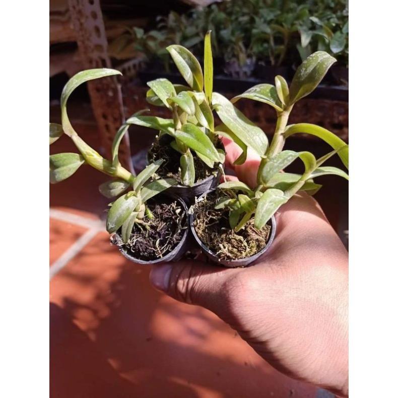 Hoa phong lan phi điệp trường sơn