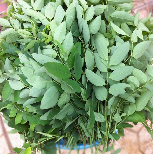 Hạt Giống Rau Ngót  - Rau Nhiều Dinh Dưỡng