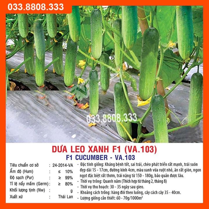 Hạt giống Dưa Leo Xanh F1 (VA.103) Chịu Nhiệt 1gram - Dưa Trồng Quanh Năm