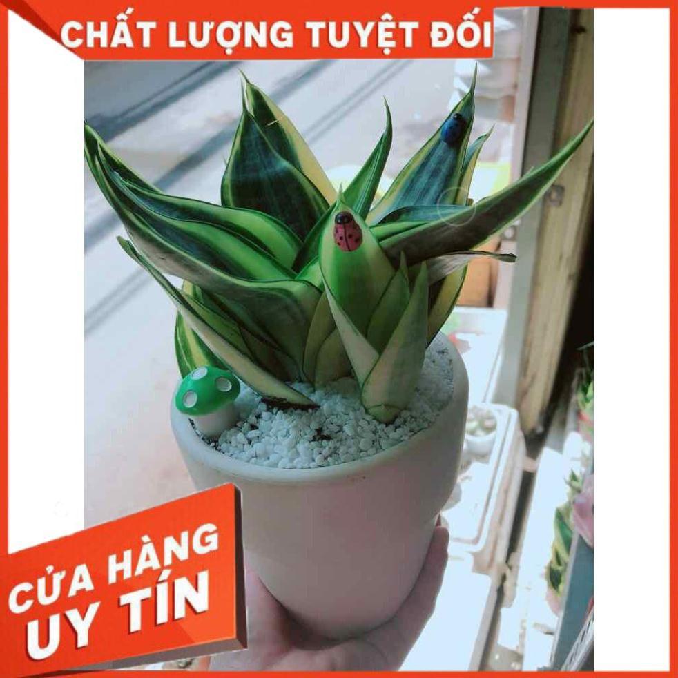 Chậu lưỡi hổ thái Nhiều Người Mua