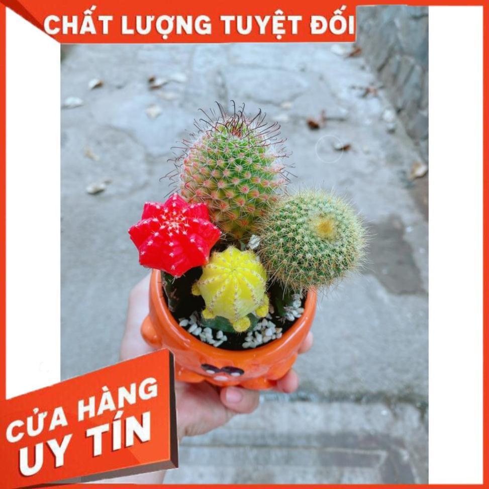 Chậu xương rồng tiểu cảnh
