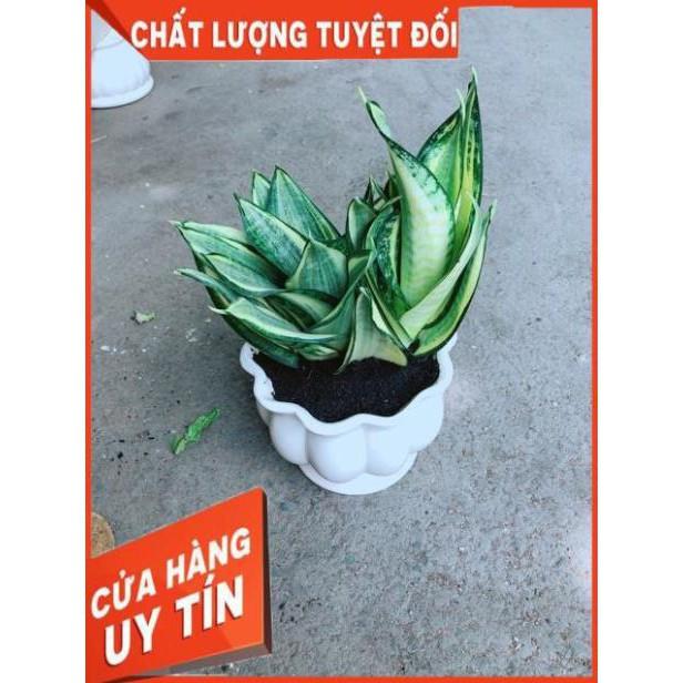 Chậu Lưỡi Hổ Thái