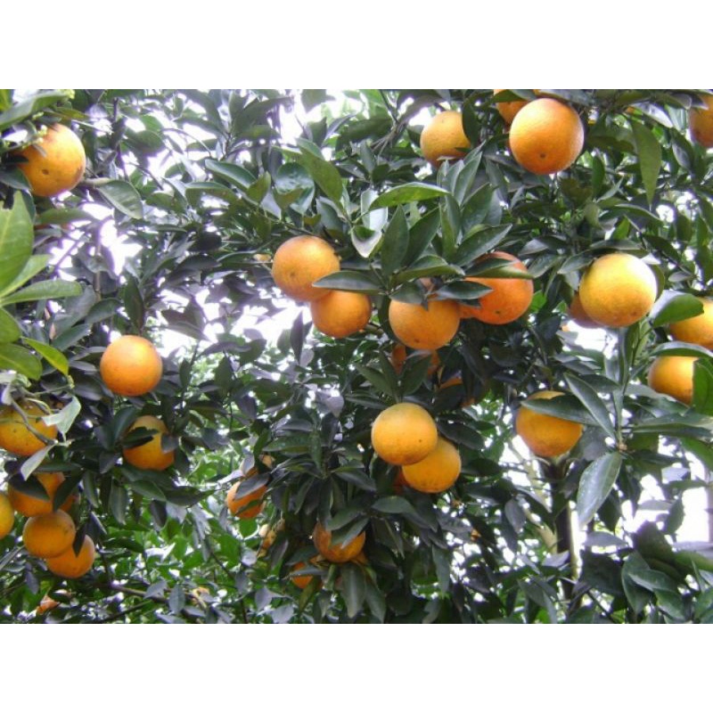 Cây giống cam mỹ navel