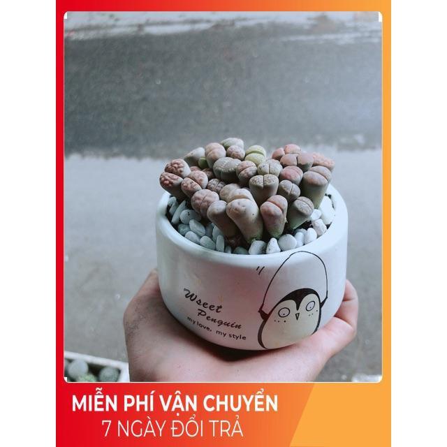 Chậu Cây Thạch Lan