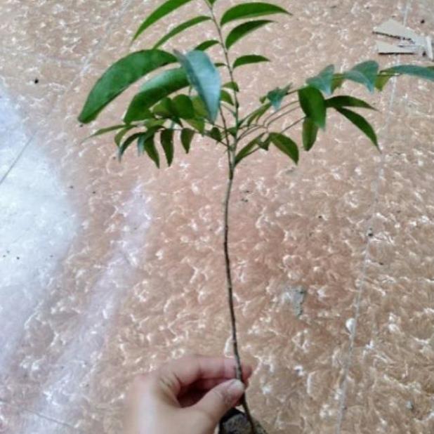 Sản phẩm CÂY GIỐNG MẮC MẬT