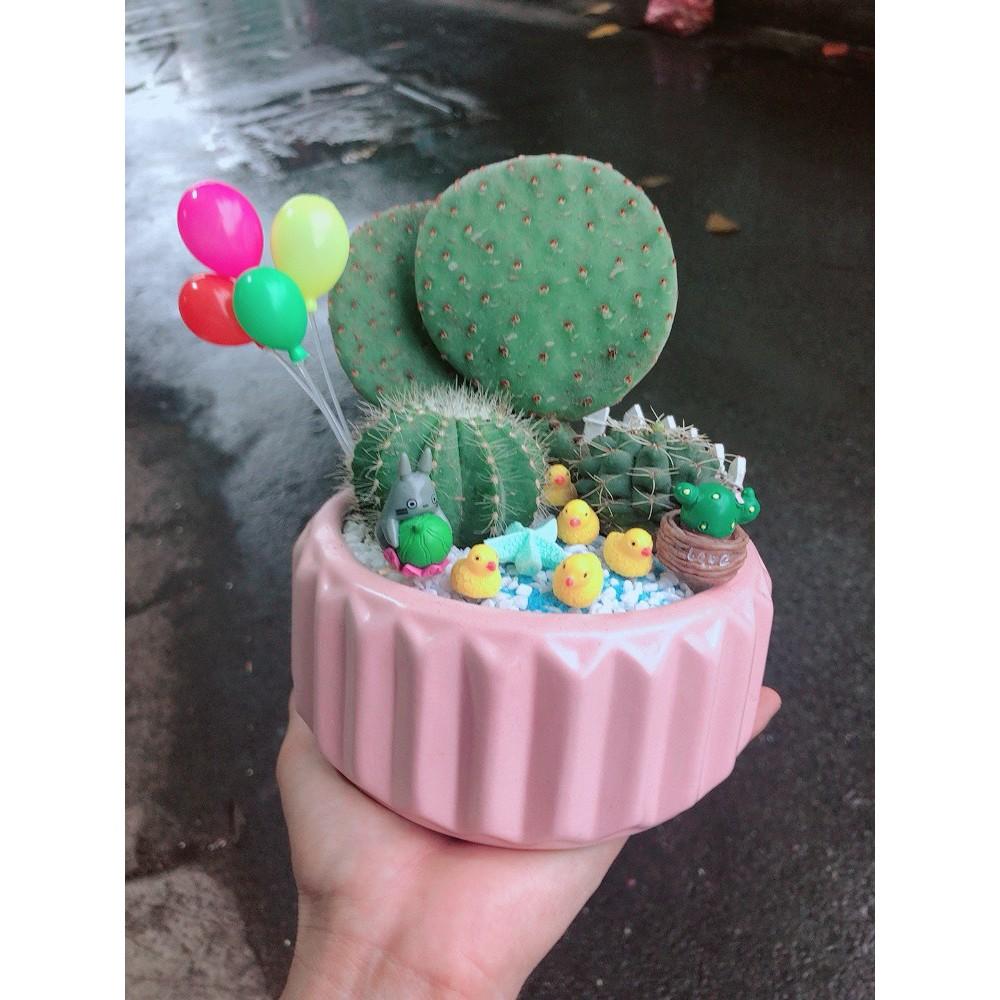 Chậu xương rồng tiểu cảnh