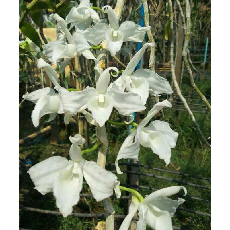 Hoa phong lan Hawai trắng xưa