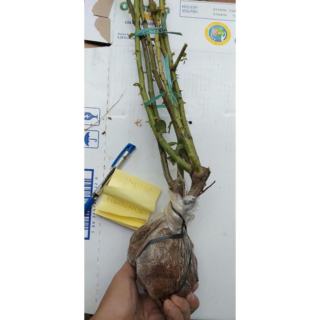 Com bo 10 cây hoa hồng leo các màu