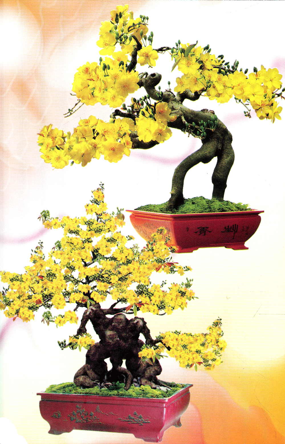 Trồng Mai - Kỹ Thuật Bón Tưới, Phòng Trừ Sâu Rầy - Bệnh Hại - Vanlangbooks
