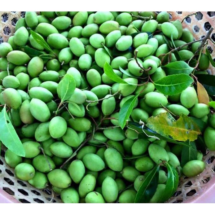 Cây giống TRÁM TRẮNG ghép - Cây giống chuẩn F1