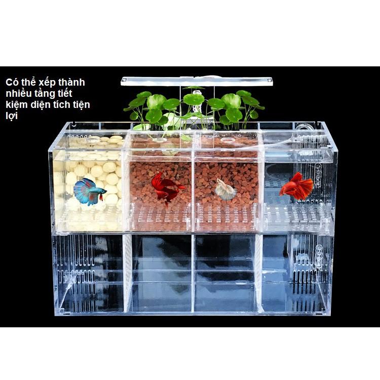 Hộp acrylic nuôi cá chọi betta 4 ngăn trong suốt