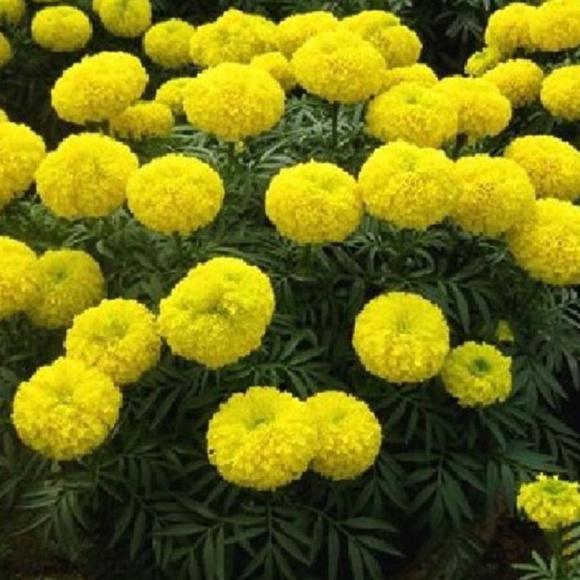 Combo 5 gói hạt giống hoa cúc vạn thọ Mỹ -gói 50 hạt-tặng kèm gói phân bón lót