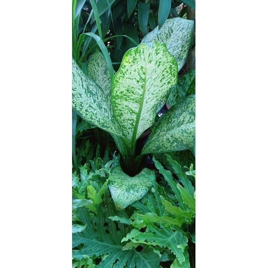 Cây Tỷ Phú Lớn