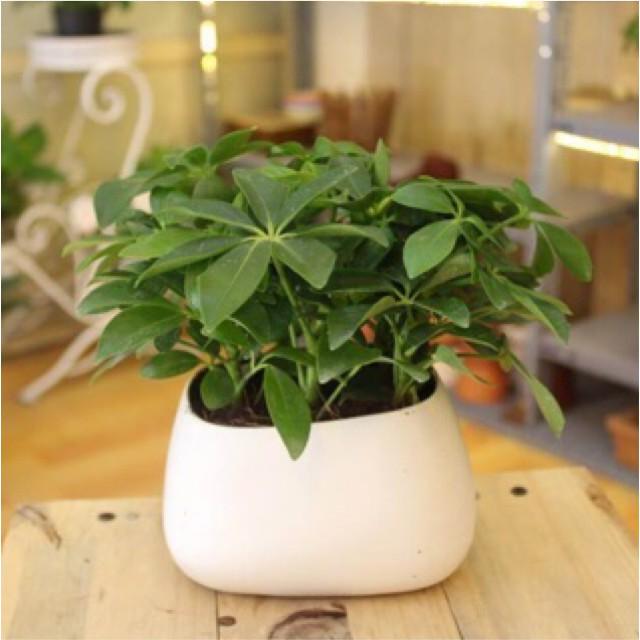 Cây Ngũ Gia Bì - Cây Đuổi Muỗi