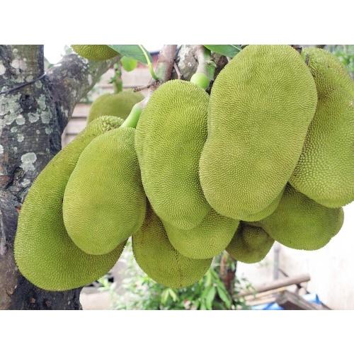 CÂY GIỐNG Mít ruột đỏ sơ đỏ Malaysia nhập khẩu