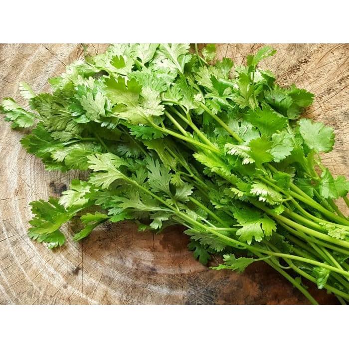 Hạt Giống Rau Mùi - ngò ta