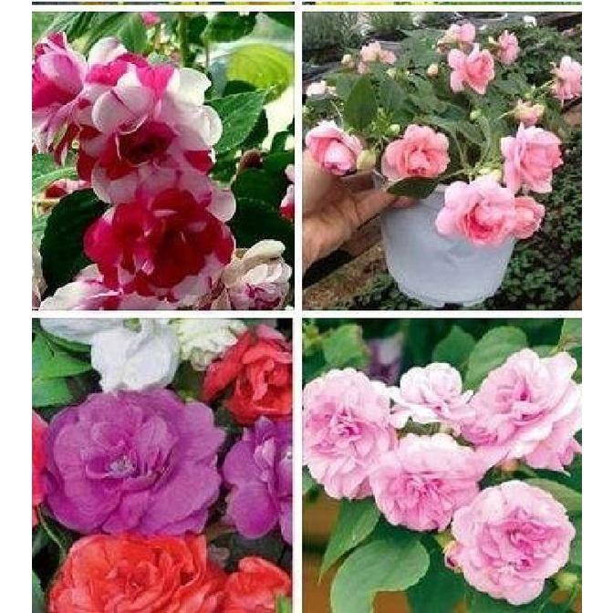 Hạt Giống Hoa Mai Địa Thảo Kép Nhiều Màu CT457 - Gói 20 hạt