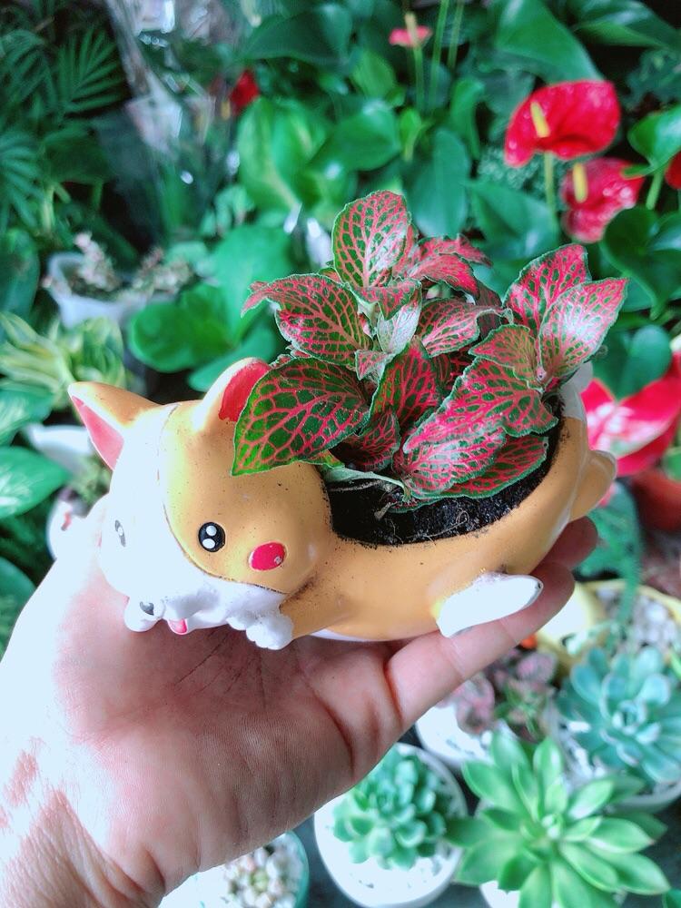 Chậu Cây Cẩm Nhung Đỏ
