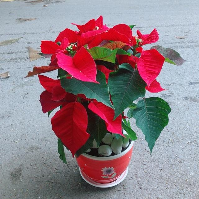 Chậu Cây Trạng Nguyên