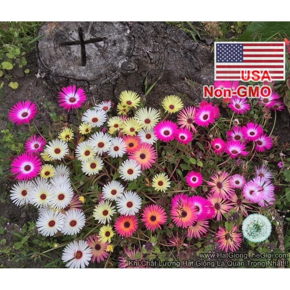 200h Hạt Giống Hoa Mười Giờ Châu Phi Mix Màu