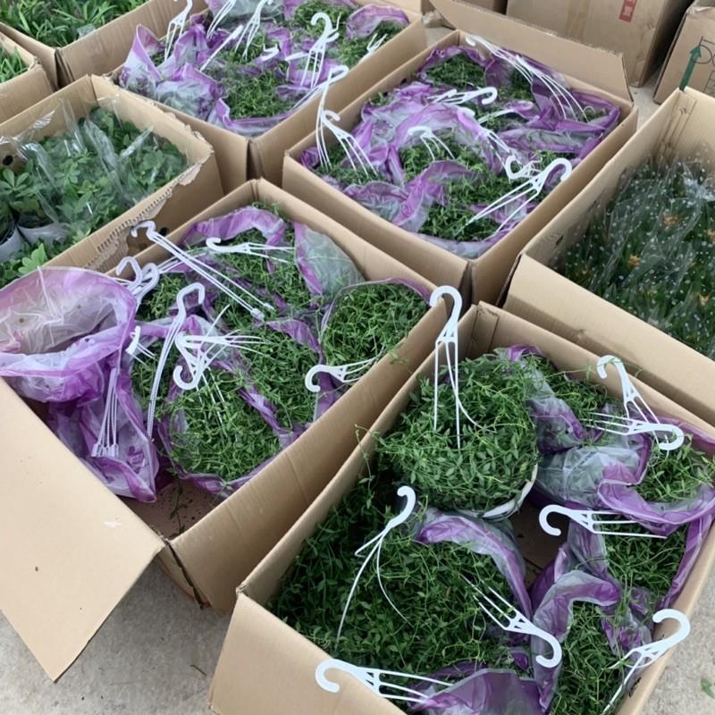 Cây lan hạt dưa trồng chậu treo dài 30-35cm, chậu cây cực dày và xum xuê lá, cây treo tường và trồng trang trí sân vườn