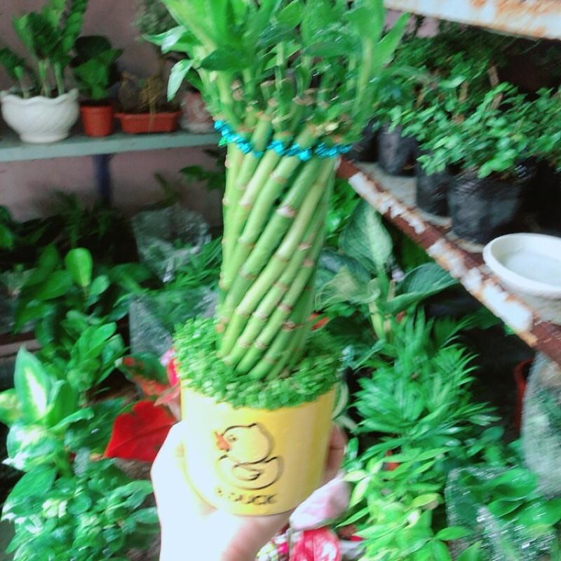 Chậu Trúc Phát Tài Xoắn