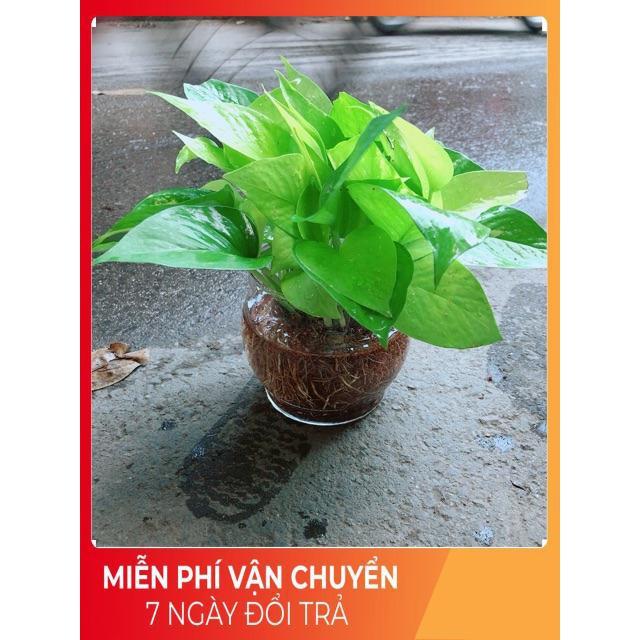 Trầu Bà Thái Vàng Trồng Thuỷ Sinh