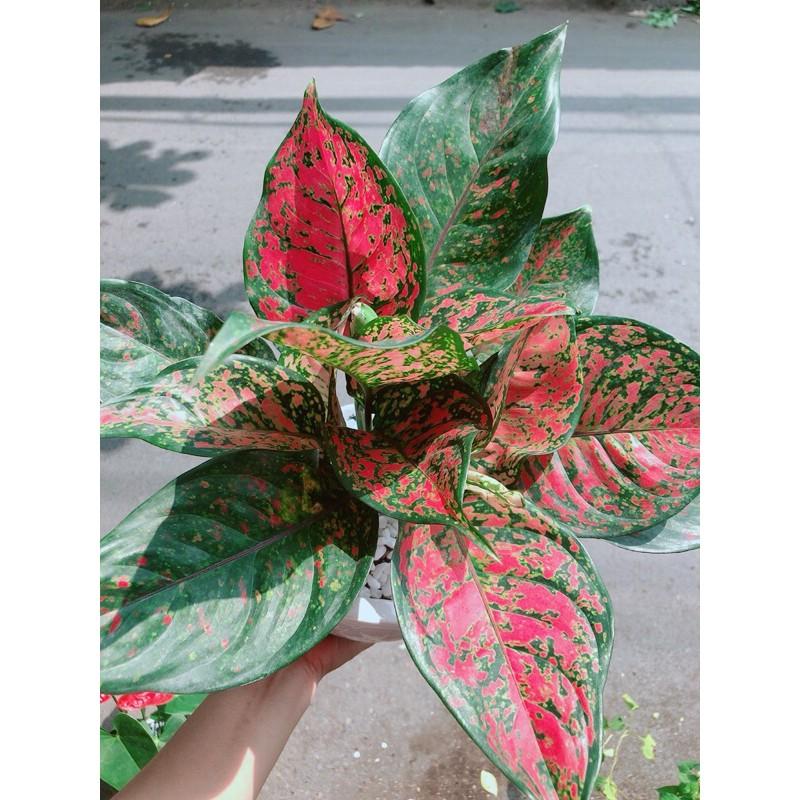 Chậu Cây Vạn Lộc