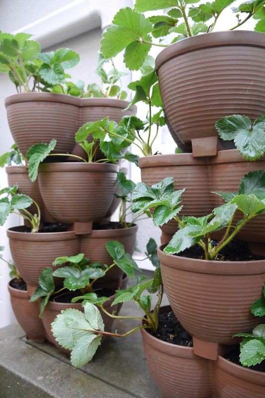 Bộ tháp trồng rau sạch tiện lợi Yamada 4 in 1 hàng Made in Japan  – 02 bộ 08 chiếc